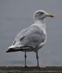 Larus argentatus