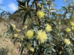 Banksia squarrosa