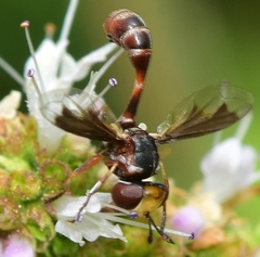 Physocephala vittata