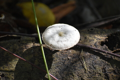 Bolbitius aleuriatus