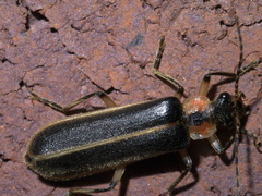 Podabrus basillaris