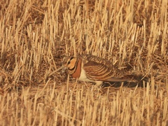Pterocles alchata