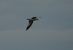 Larus delawarensis