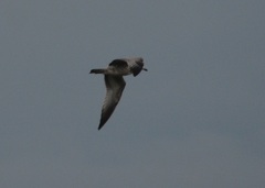 Larus delawarensis