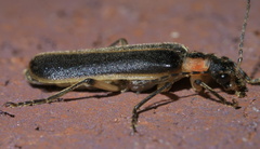 Podabrus basillaris