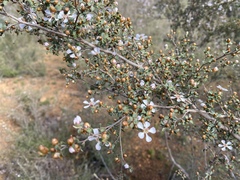 Leptospermum laevigatum