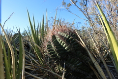 Hamatocactus hamatacanthus