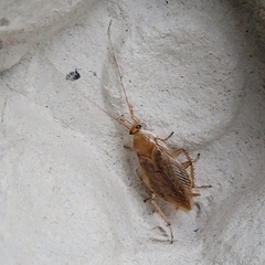 Ectobius vittiventris