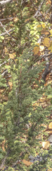 Juniperus communis