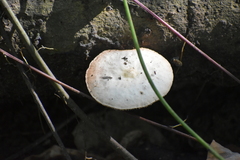 Bolbitius aleuriatus