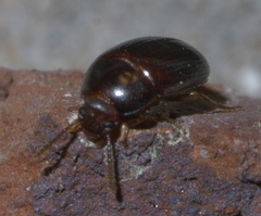 Platydema