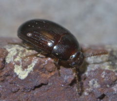 Platydema