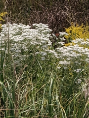 Eupatorium serotinum