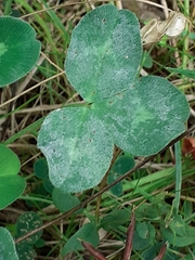 Erysiphe trifoliorum