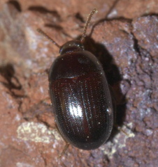 Platydema