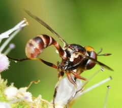 Physocephala vittata