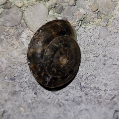 Helicigona lapicida