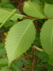 Ulmus glabra