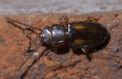 Laemophloeus fervidus