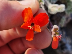 Pelargonium fulgidum