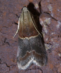Acrobasis demotella