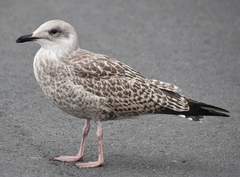 Larus argentatus