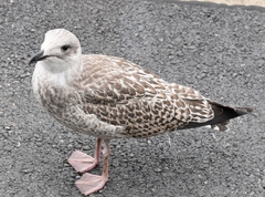 Larus argentatus