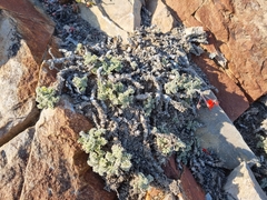 Pelargonium fulgidum