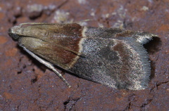 Acrobasis demotella