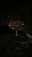 Pantherinae