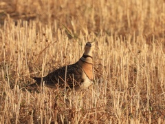 Pterocles alchata