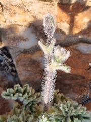 Pelargonium fulgidum
