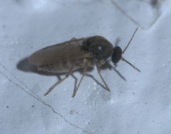 Ceratopogonidae