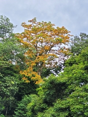 Pterocarpus hayesii