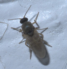 Ceratopogonidae