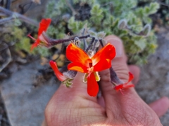 Pelargonium fulgidum
