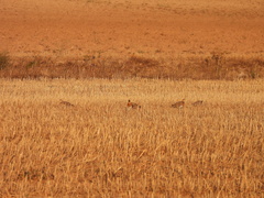 Pterocles alchata