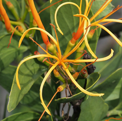 Psittacanthus schiedeanus