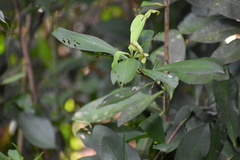Ardisia