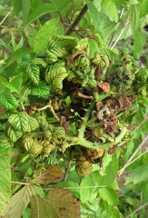 Phylloplecta tripunctata