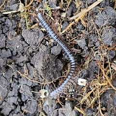 Cylindroiulus caeruleocinctus