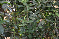 Ardisia