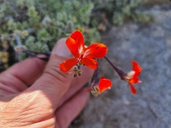 Pelargonium fulgidum