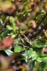 Metrioptera brachyptera