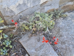 Pelargonium fulgidum