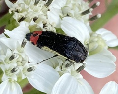 Acmaeodera flavomarginata