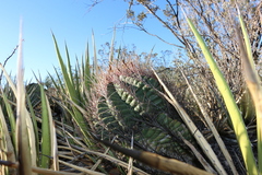 Hamatocactus hamatacanthus