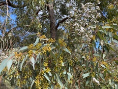 Eucalyptus marginata