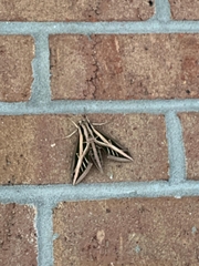 Eumorpha fasciatus