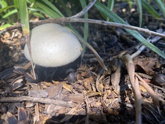 Leucoagaricus leucothites